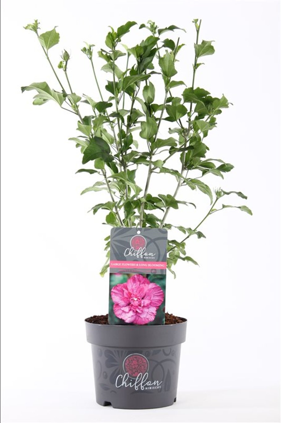 Hibiscus syr. 'Magenta Chiffon' - C3